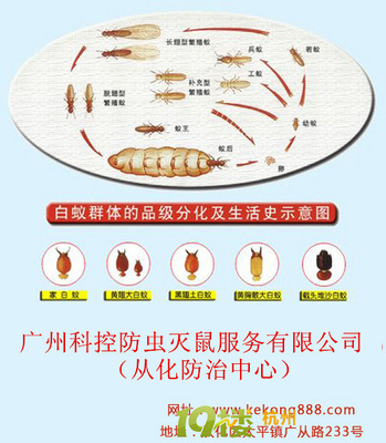 从化白蚁防治与防虫灭鼠服务指南 守护家园，远离虫害困扰