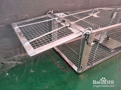 夏季防虫灭鼠全攻略 守护家园，远离侵扰