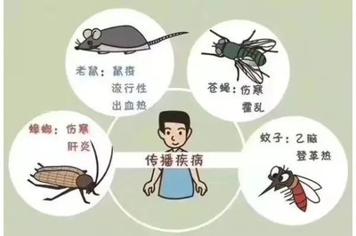 汉中灭老鼠灭蟑螂靠谱诚信质量有保证 专业防虫灭鼠服务全指南